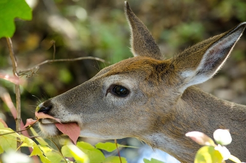 White-tailed deer eating leaves on plant.