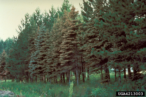 Row of trees affected by spruce needle rust