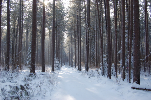 Stand of pine trees in Cloquet; the left side of the road was thinned 4 times, the right has never been thinned.