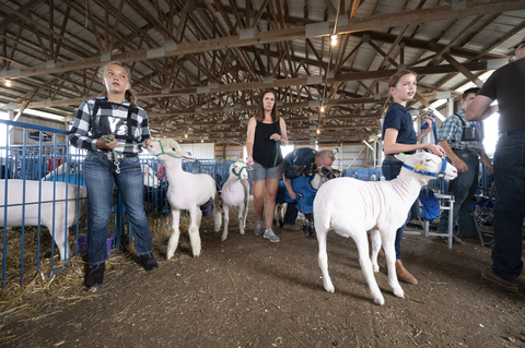 Three girls leading their sheep exhibits through a barn.