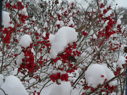 Red fruit of 'Afterglow' winterberry on branches covered with snow in winter