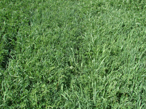 field with a mix of alfalfa and grass