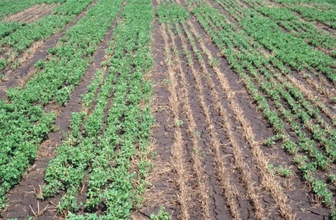 alfalfa plots showing various levels of winter survival