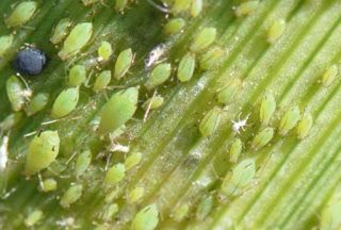 English grain aphids