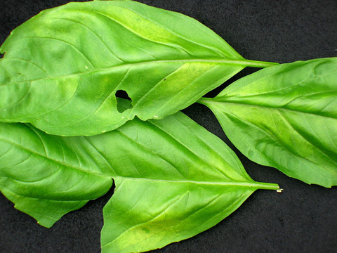 Basil leaves with holes from basil downy mildew