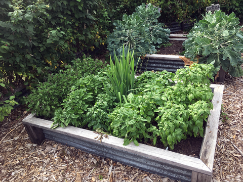 Two raised garden beds planted with herbs and vegetables.