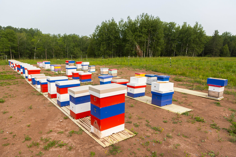An apiary with rows of beehives painted in red, white and blue.