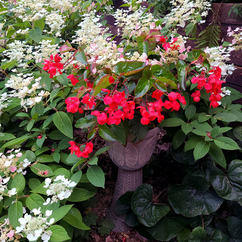 Red flower in a decorative pot surrounded by a white flowering shrub in a garden bed.