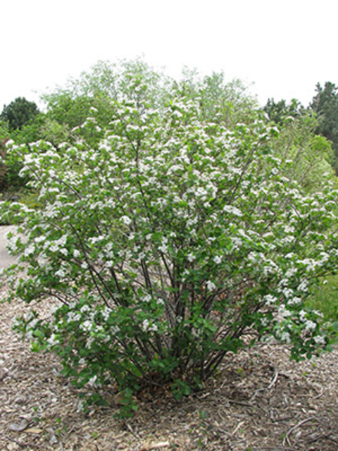 Black chokecherry shrub with white flowers and green leaves
