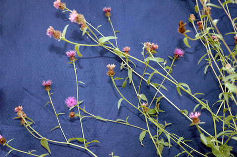 a few brown knapweed plants laid on a blue background