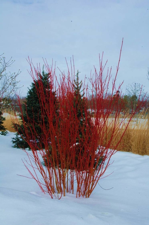 A dogwood shrub in winter showing bare red stems surrounded by snow