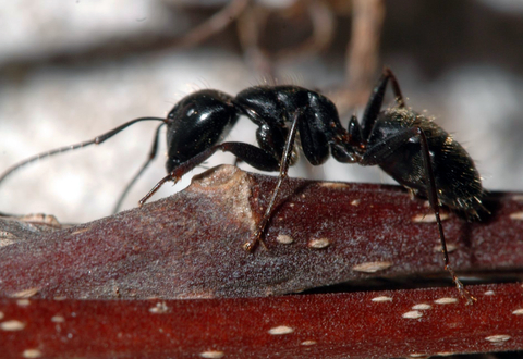 Dark colored carpenter ant worker on a wooden stem.