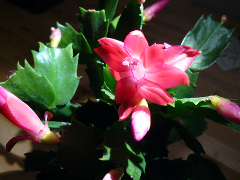 Close-up of Christmas cactus' pink-red flowers