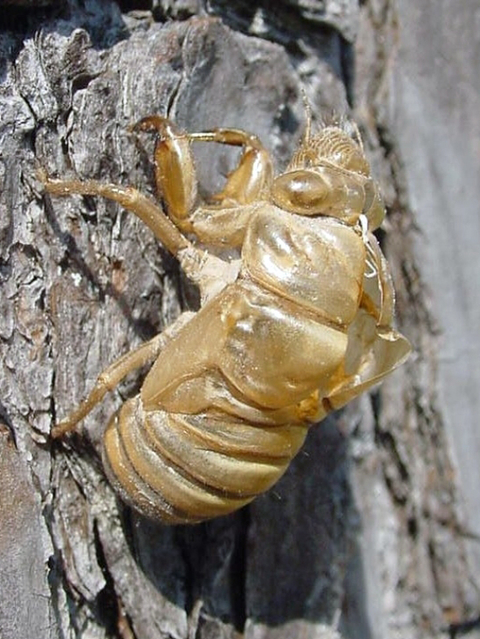 Shed cicada shell clinging to the bark of a tree.