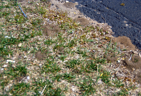 Section of grass with mounds of dirt where ants are nesting.