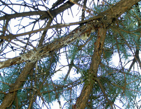 pine tree branch with white powdery mold , decay and substance oozing from branch