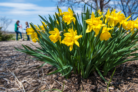 A bunch of yellow-colored daffodils in a garden