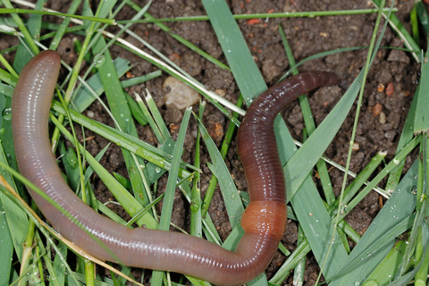 Earthworms. Image: Andy Birkey