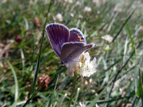 Blue-winged butterfly feeding on a clover flower in a lawn.