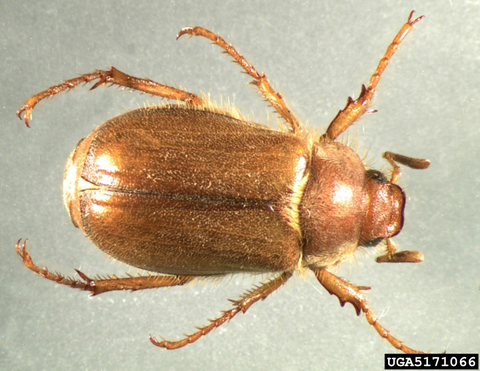 Light brown, hard-shelled adult beetle.