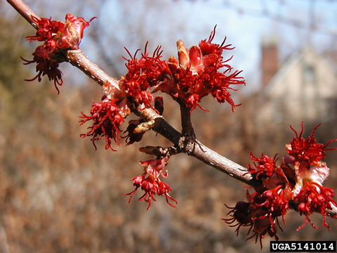 Branch of red maple with spiky red female flowers