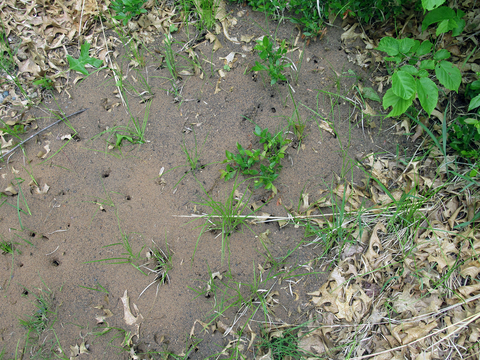 Holes in sandy soil showing where field ants are nesting.