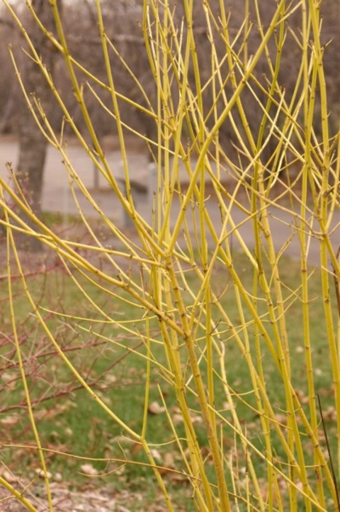 Yellow stems of redosier dogwood in fall after leaves have fallen