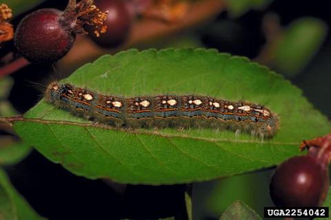 Blue-black forest tent caterpillar with hairs on the side of the body