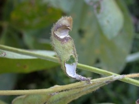 soybean pod with grasshopper feeding damage