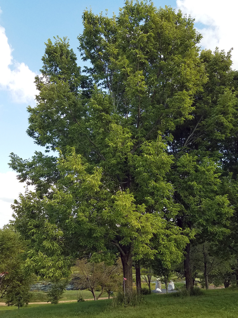 Large tree with wide canopy and slender trunk in a yard.