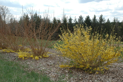 Two forsythia shrubs with yellow flowers occurring only at the base of the plant, and one forsythia shrub covered in yellow flowers