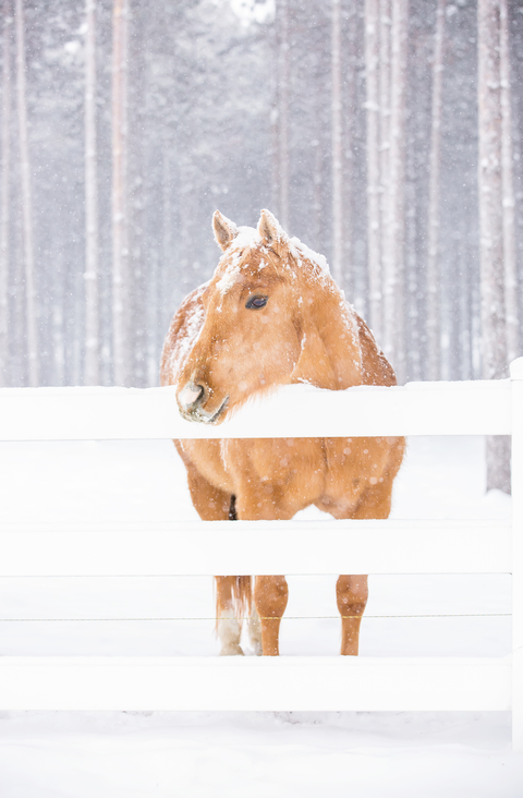 Horse standing at fence in the snow