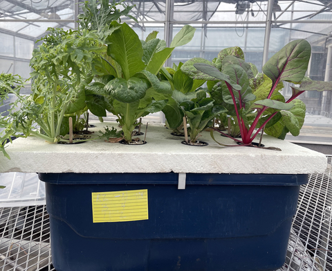A blue plastic container with a polystyrene foam board on top. The board has holes cut into it, and pots are nested into the holes. Each small pot has a different type of lettuce growing out of it. The bucket system is sitting on a bench in a greenhouse.