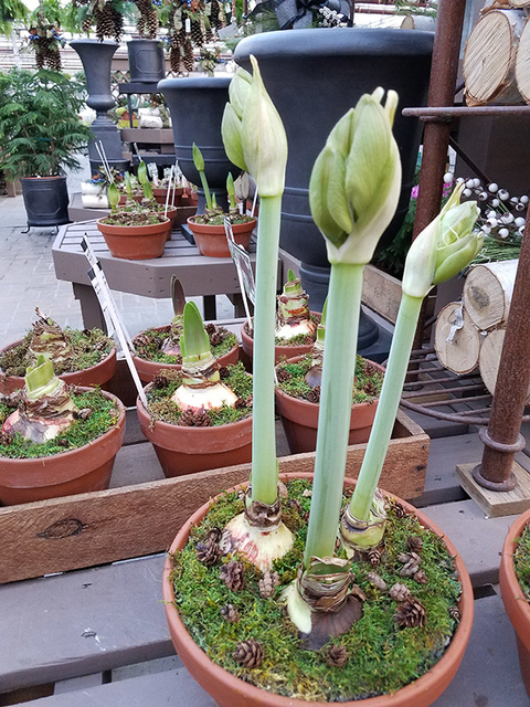 three amaryllis stems with buds in a terracotta pot