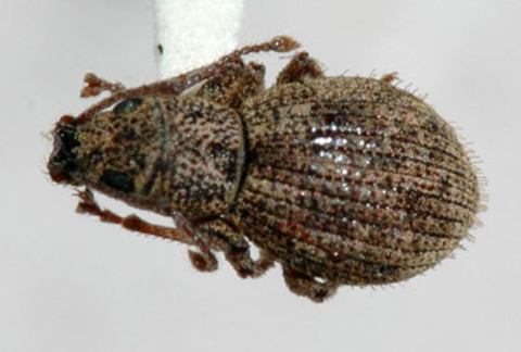 A grayish-brown beetle with scales and an elongated snout