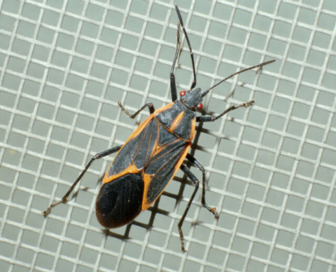 Adult boxelder bug on a screen.