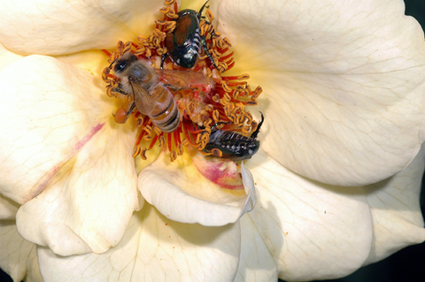 One bee and two Japanese beetles crawl in the middle of an opened rose