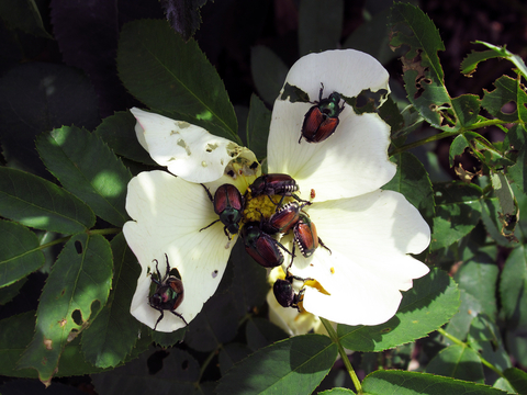 A white flower with damaged petals caused by the eight Japanese beetles feeding on it.