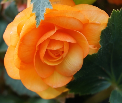 An orange tuberous begonia flower with dark green leaves in the background.