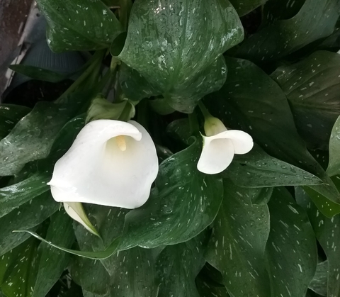 White calla lily flowers among white-spotted dark green calla lily leaves.