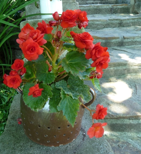 Red-flowered tuberous begonias growing in a brown ceramic container that has decorative handles.