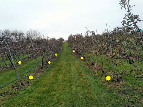 Photo of subsample placement in an apple orchard with circle markings of where to place samples.