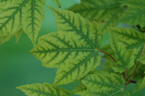 Yellow-green leaves with dark green leaf veins