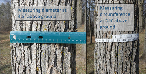 Side by side pictures of the same tree trunk with two different measurement methods for diameter and circumference shown: ruler (left) and measuring tape (right).