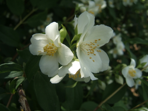Four-petaled white flowers with yellow stamens of Blizzard mockorange