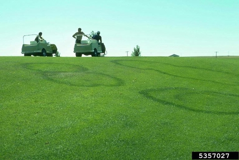 Five dark green circles of grass within a light green lawn. Golf course maintenance people in golf carts in background.