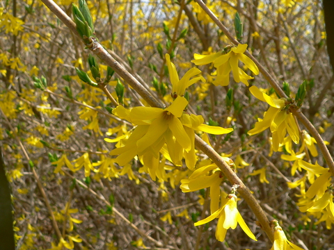 Branches of forsythia with yellow, bell-shaped flowers