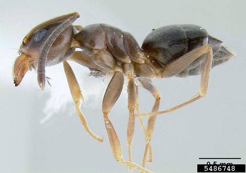 Specimen of odorous house ant worker.