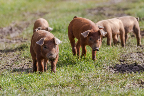 Piglets on an open field.