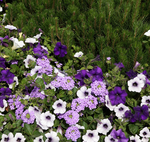 Dark and light purple petunias in a mixed planting with light purple verbena.